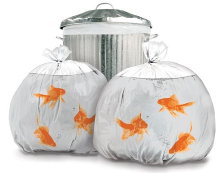 goldfish bowl pictures. Goldfish Bowl Trash Bags